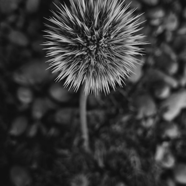 عکاسی های نعیمه وحدت خواه